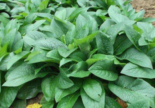 零下40度正常生长的-俄罗斯饲料菜,被称饲草之王,年收割几次