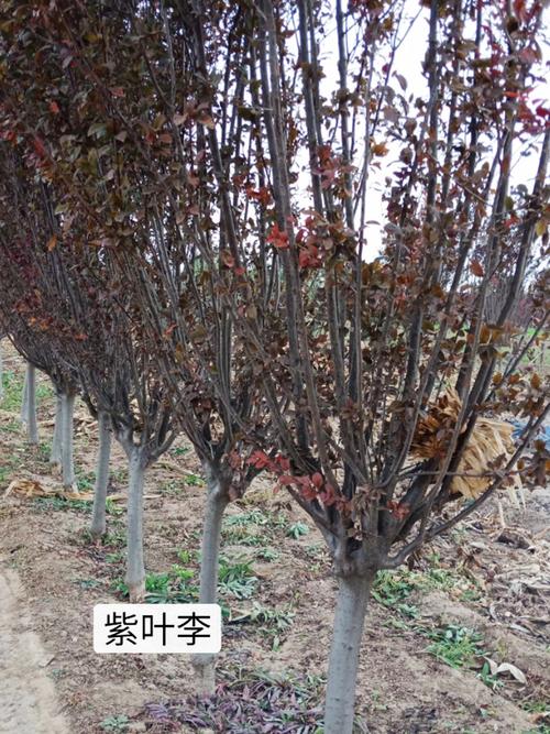 紫叶李 