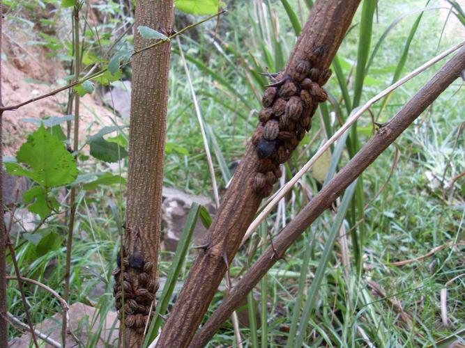 帮忙确认中草药,是九香虫吗?,中药,动物.照片中