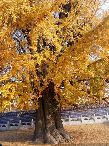 郯城三千年银杏树生子了.