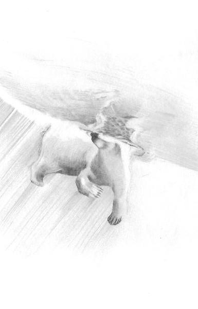 铅笔习作 水下的北极熊 猫猫 和 豹子