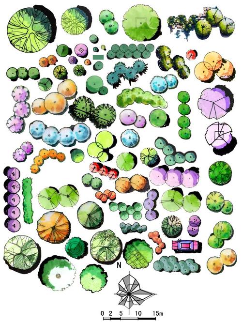 园林景观手绘植物ps平面素材psd格式