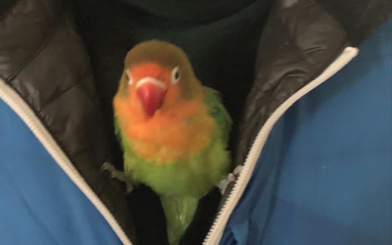 【生在在羽绒服上的牡丹鹦鹉】被强吻还有点小喜悦呢