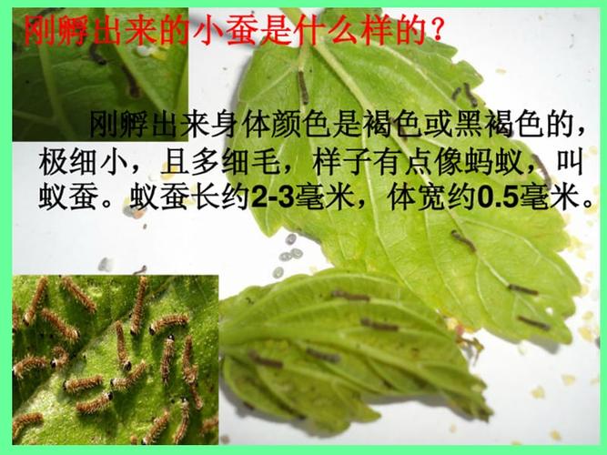 教科版科学三下《蚕的生命周期》ppt课件.ppt