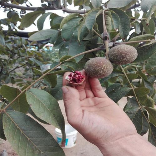 贺州辽1-5核桃树苗丰产性强