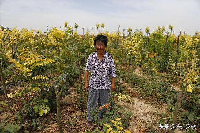 农村大妈苗圃场里干活,每月培育种苗价值20万,工资只拿两千