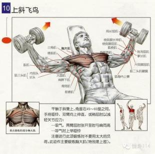 胸肌锻炼方法大全