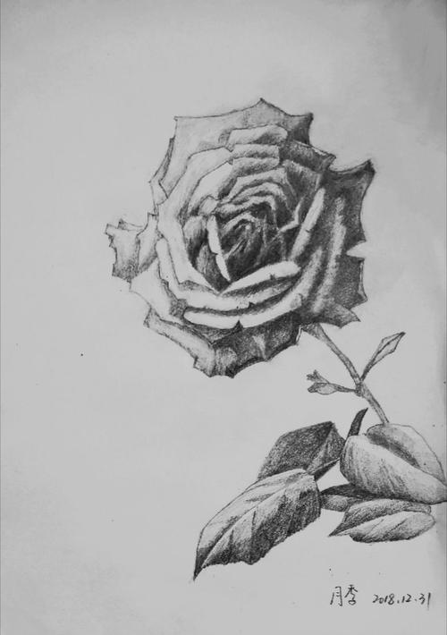 花卉素描(21幅)