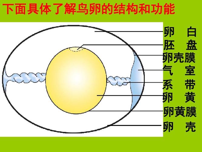 下面具体了解鸟卵的结构和功能 卵 白 胚 盘 卵壳膜 气 室 系 带 卵