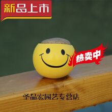 草娃娃盆栽