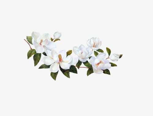白色栀子花免抠素材免费下载_觅元素51yuansu.com
