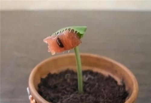 食虫草养殖有哪些注意事项