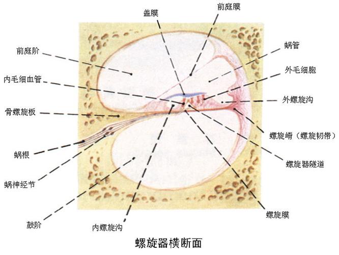 (点击下方解剖图片可显示大图)         上一幅图: 内耳耳蜗(通过