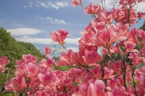 摄影师镜头下的尧山杜鹃是什么样子?|风景区|杜鹃花