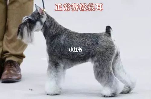 雪纳瑞耳毛浓密生长迅速,容易滋生细菌,所以才会有的赛级裁耳雪纳瑞