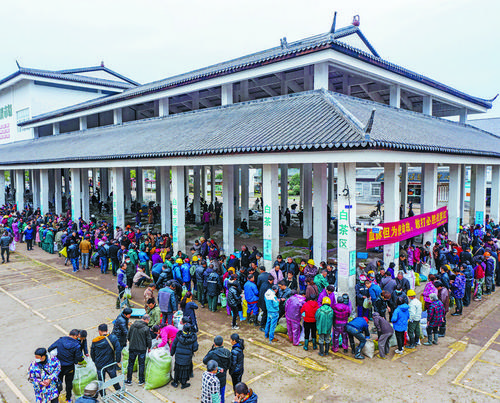 松阳新兴上安茶青市场全天候服务茶农茶商