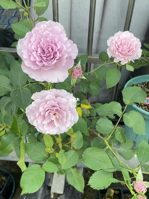 蜻蜓太爱了,美貌,蓝紫色月季的排名第一