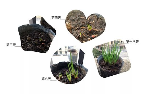我们的种植日记——记录葱的生长过程