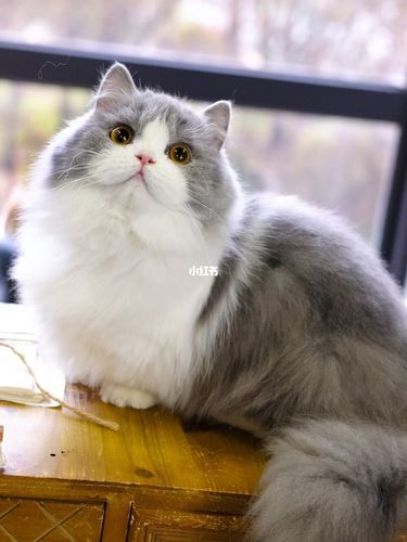 精品蓝白拿破仑矮脚猫 曼基康长毛短腿猫_疫苗_驱虫_拿破仑矮脚猫