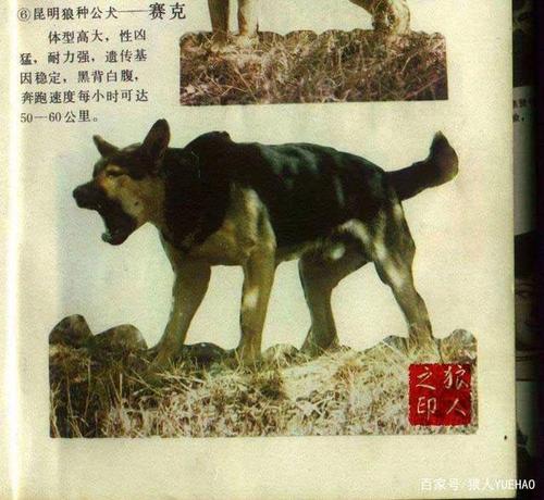 80,90年代以前的早期昆明犬