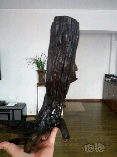 【沉木】树桩型沉木