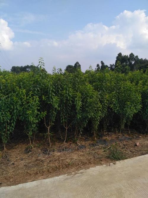 果树苗基地的桃树苗,李子苗批发多少钱一棵?如何选优质果树苗?
