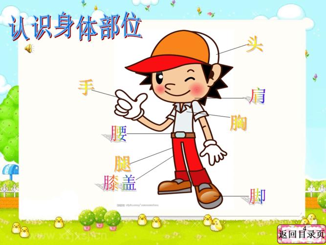 我的身体(小班幼儿主题活动)ppt课件