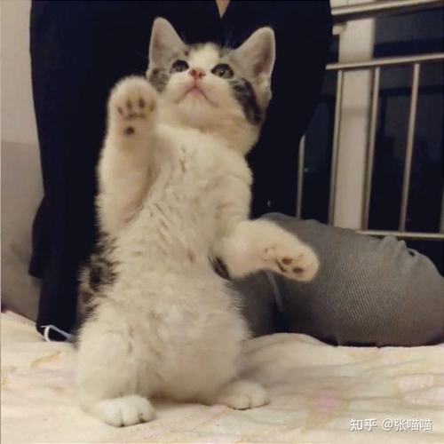 2000块钱左右的起司猫(美短加白)长大会长成土猫吗?