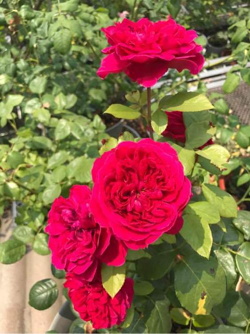 皇家胭脂—又美又香的月季,阳台养一棵,四季有花看,花香飘满堂