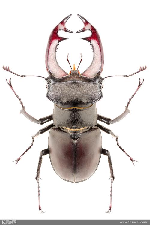 首页 高清图片 高清动物图片 关键词:甲壳虫锹甲虫子触角昆虫害虫生物