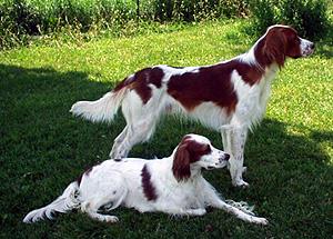 爱尔兰红白雪达犬irish red-and-white setter