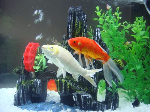 我喜欢看着鱼儿在水里欢快的游动.