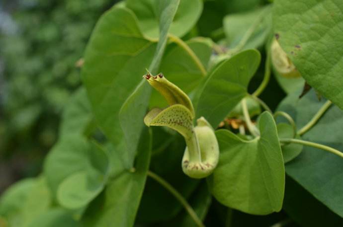  p>木通马兜铃(学名: i>aristolochia manshuriensis /i> kom.
