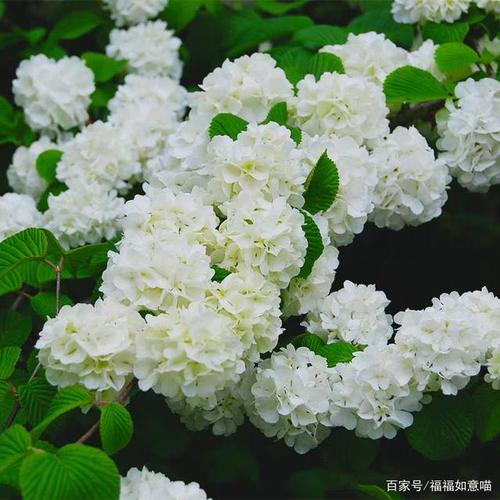 盘点那些只看一眼就爱上的,神仙颜值木绣球花