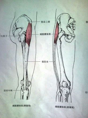 阔筋膜张肌位于大腿上部前外侧,起自髂前上棘,肌腹被包在阔筋膜的两