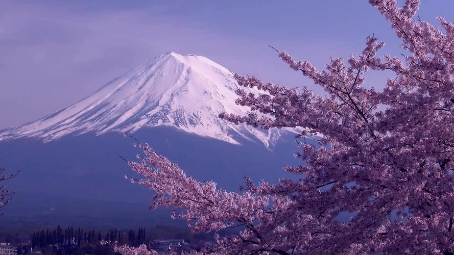 日本樱花与富士山唯美风光景色高清视频_1920x1080_高清视频素材下载