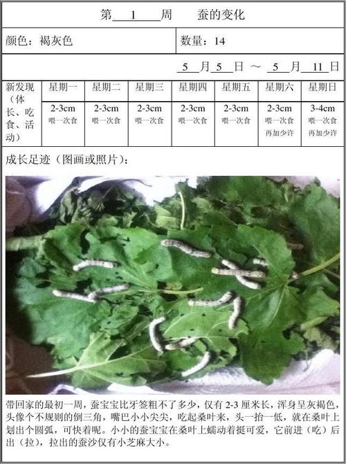 养蚕日记(三,四,五年级)