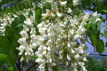 洋槐花的功效与作用