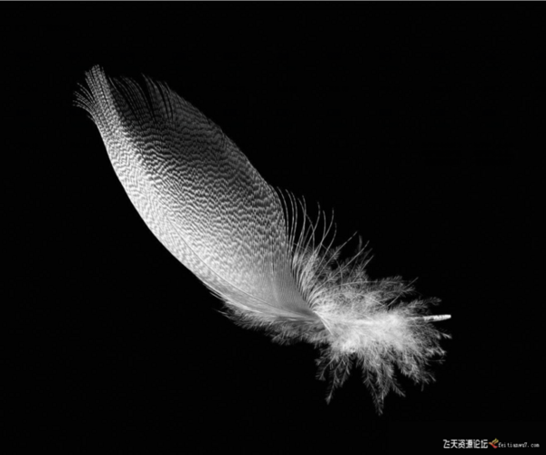 【新提醒】27款psd羽毛素材-psd素材-飞天资源论坛