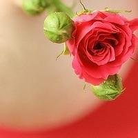 很漂亮的鲜美花朵,风景头像图片-回车桌面