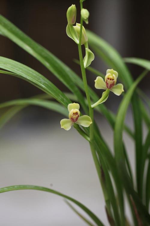 共赏玉鑫兰园之青神梅