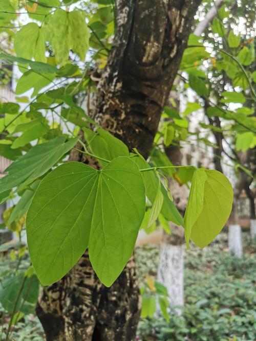 紫荆的树叶也很特别,像切开的苹果,像翩然起舞的蝴蝶