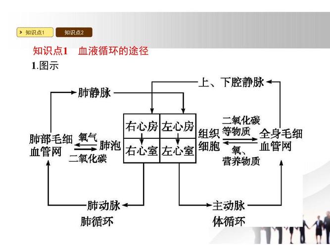 2018北师大版生物七年级下册9.2《血液循环》(第2课时