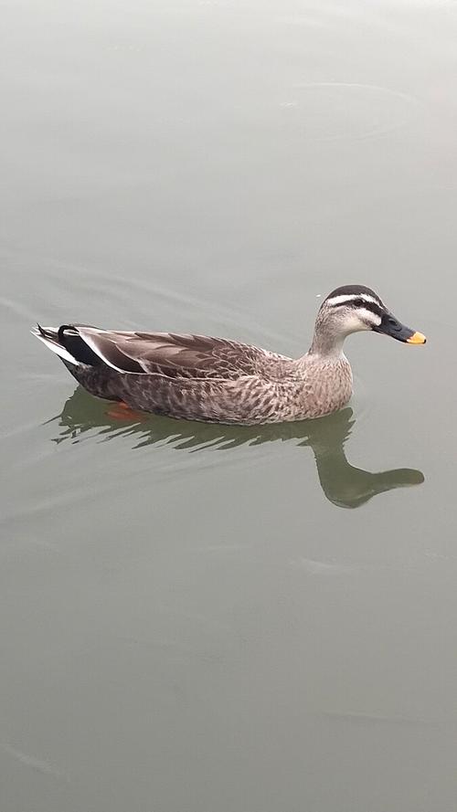 会飞的鸭子