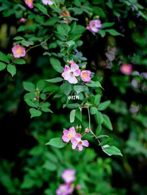 野蔷薇又名白残花,它花色丰富而艳丽,品种繁多,十分惹人怜爱,自古以来