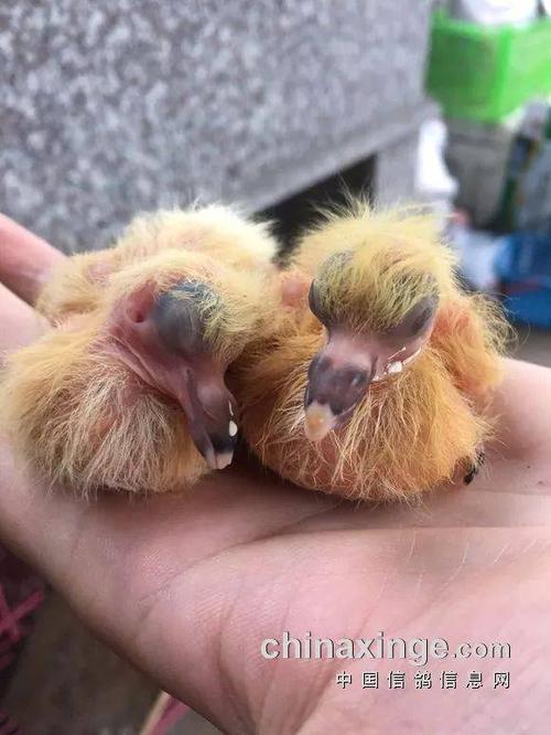 图文:幼鸽30天成长全记录