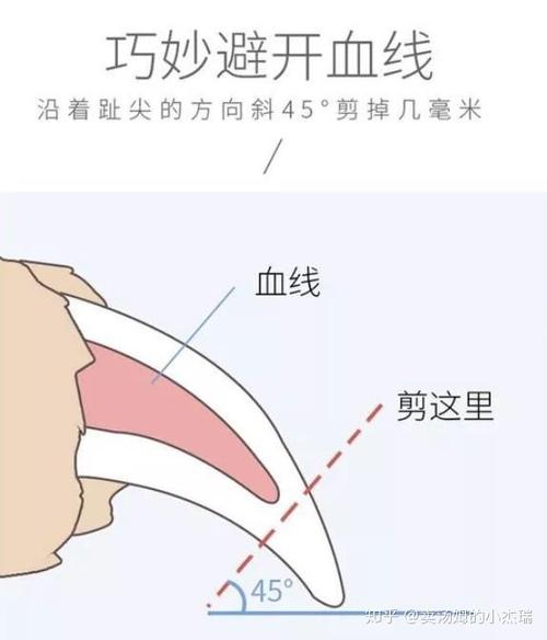 猫咪剪指甲步骤