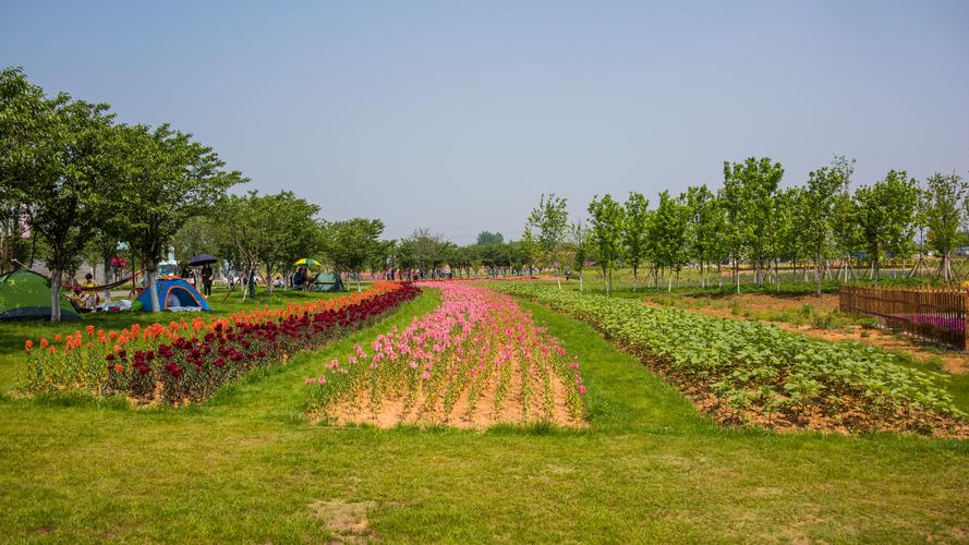 畅游句容伏热花海
