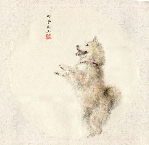 狗年向上!