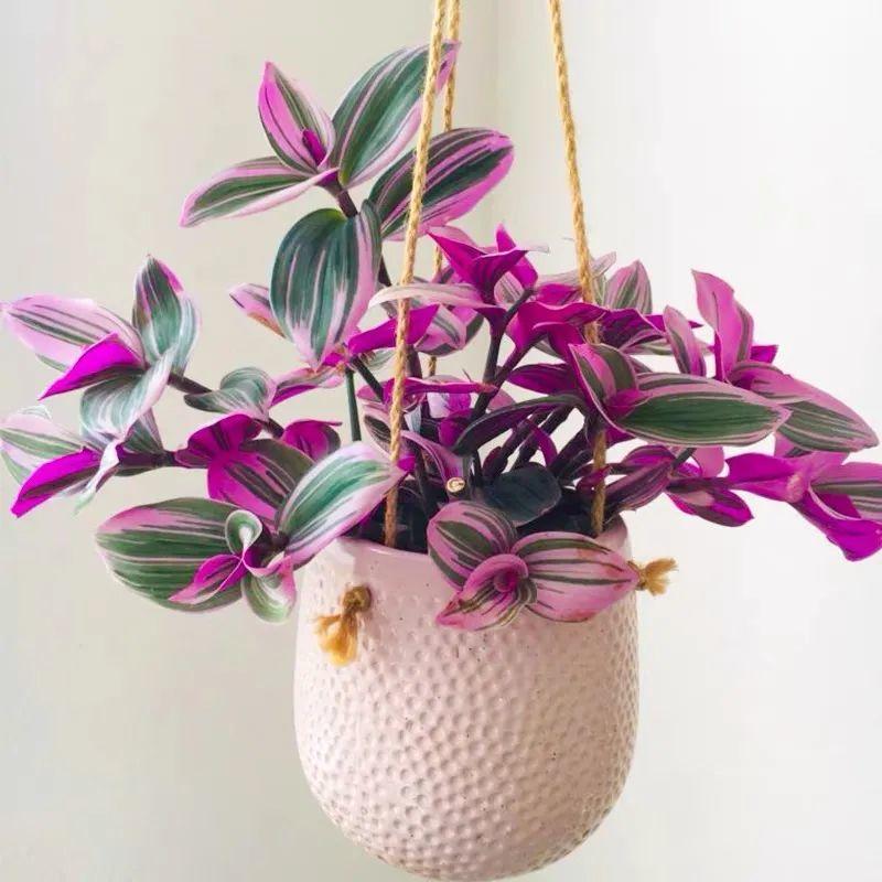 春天家里养油画婚礼吊兰,注意这5个小细节,叶子绚丽如花,梦幻又浪漫!